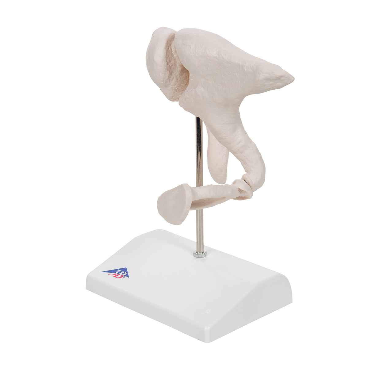 Huesecillos del conducto auditivo - aumentado a 20 veces su tamaño natural