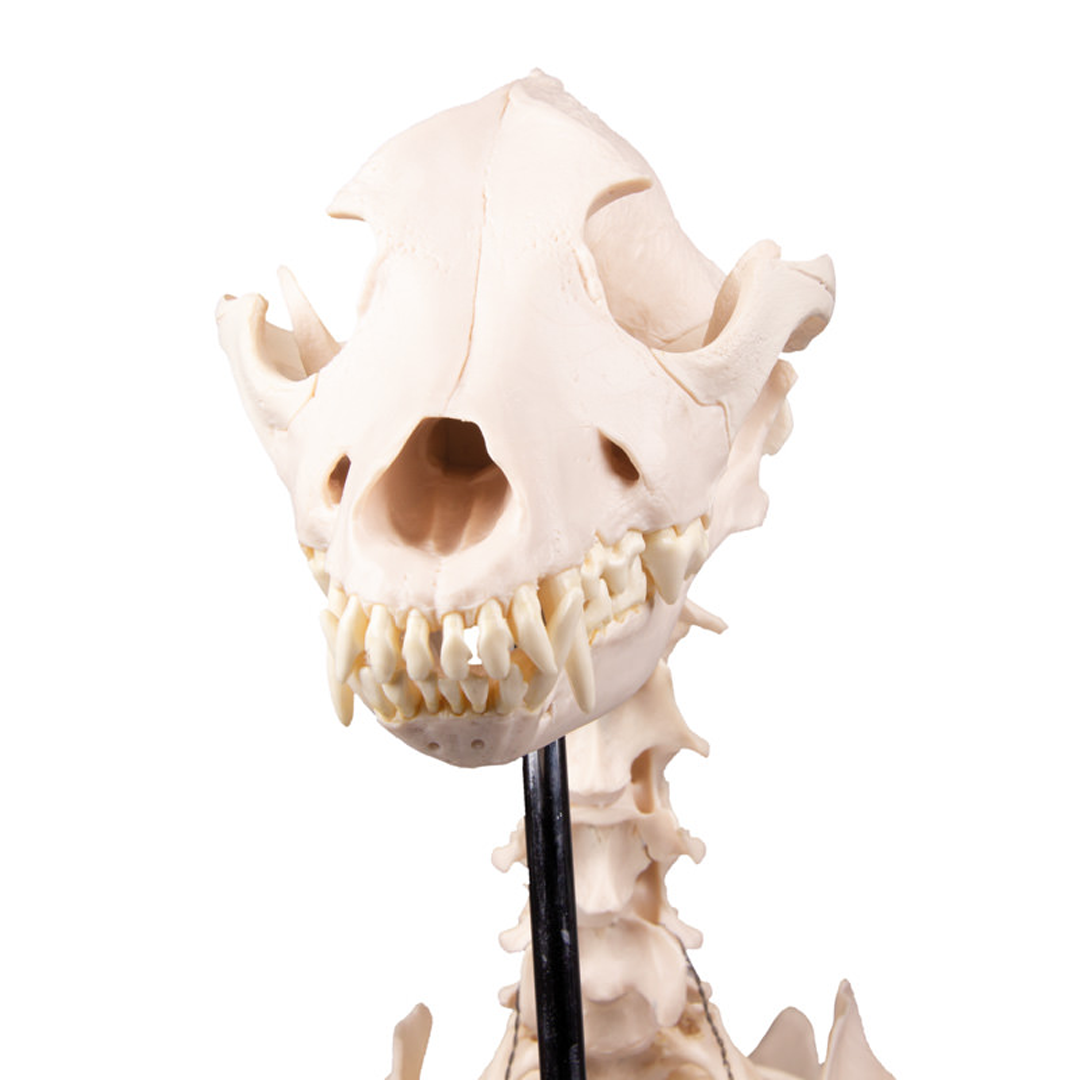 Dog skeleton "Olaf", life size
