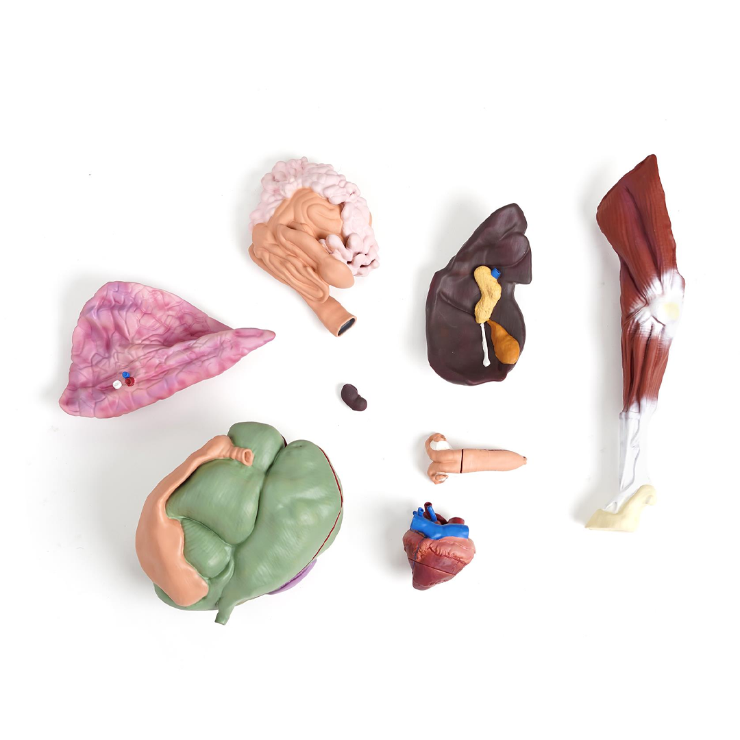 Sheep model, 12 pieces, 2/3 natural size