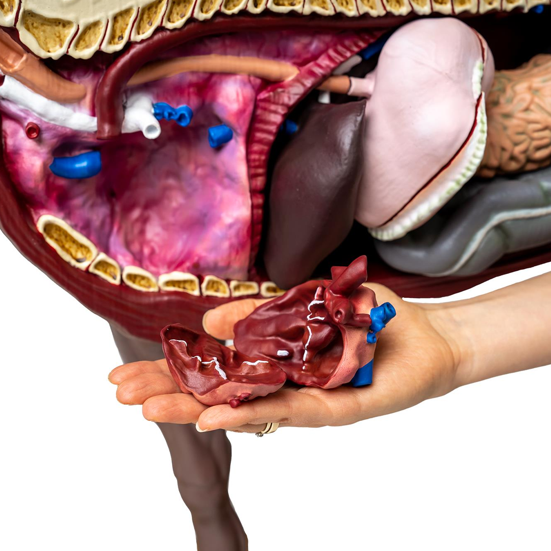 Horse model (mare), 16 parts, 1/3 life size