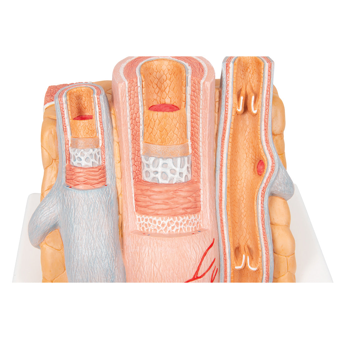 MICROanatomy Arteria y Vena - magnificación de 14 veces