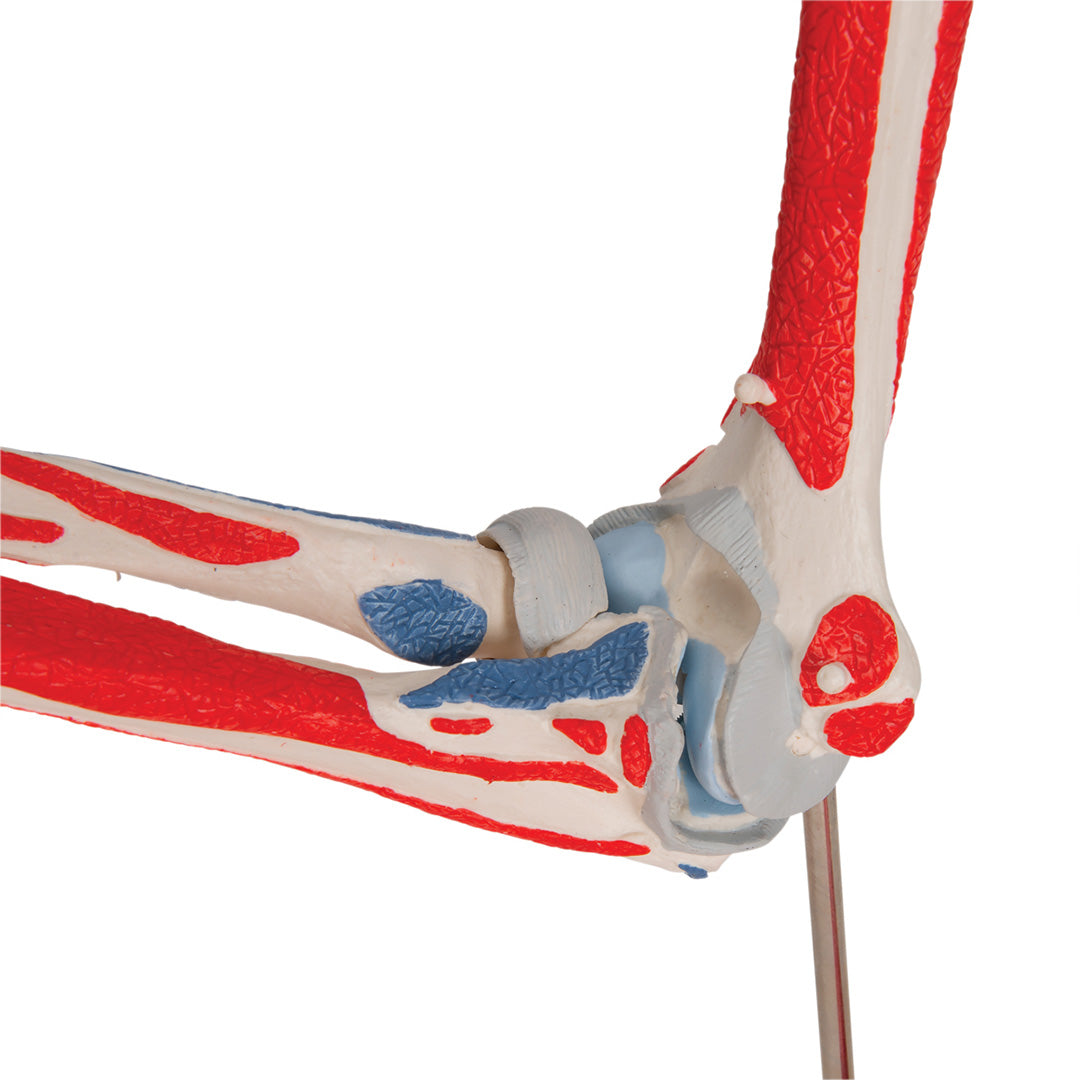 Articulación del codo, 8 piezas