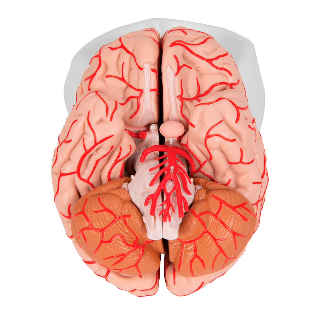 Cerebro de Lujo con Arterias, desmontable en 9 piezas