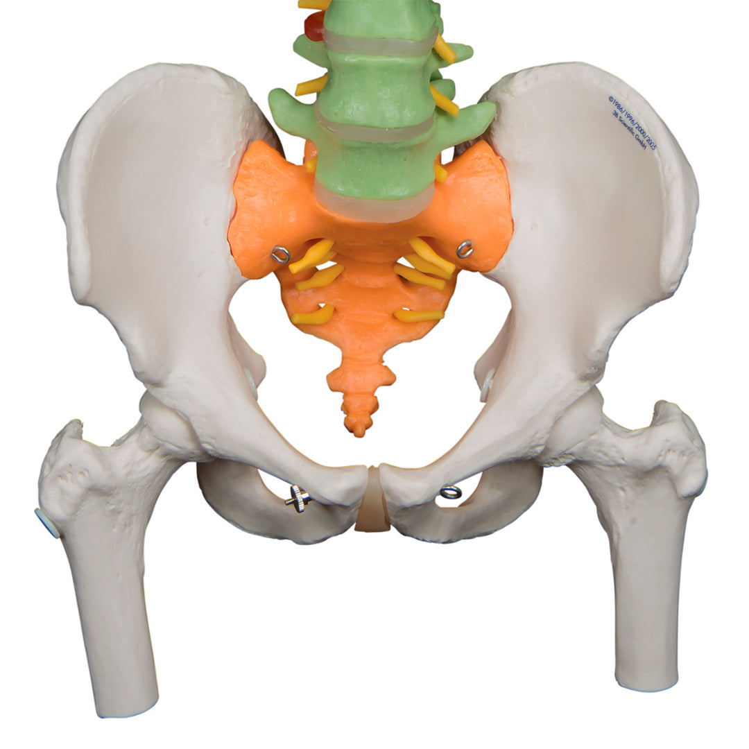 Columna didáctica flexible con cabezas de fémur