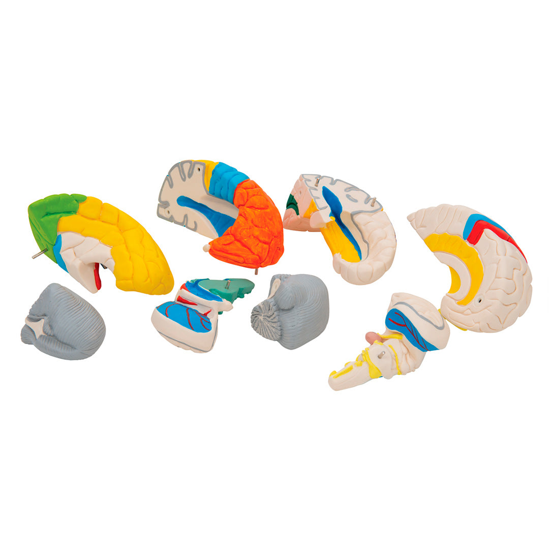 Cerebro neuro-anatómico, desmontable en 8 piezas