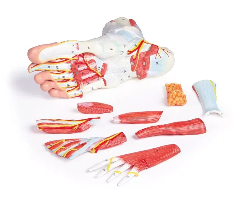 Anatomía del pie, 9 partes