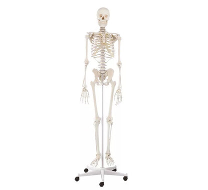 Esqueleto “Willi”