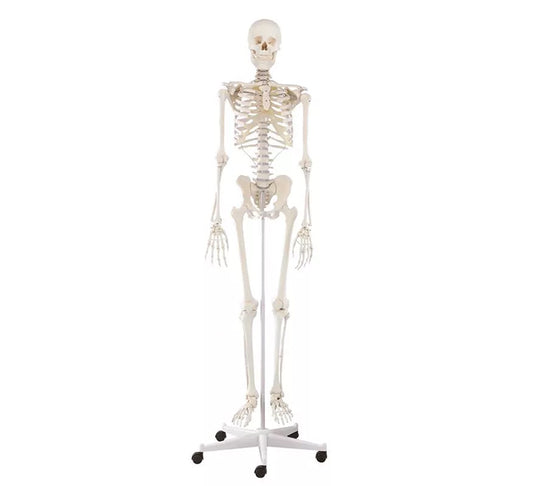 Esqueleto “Willi”