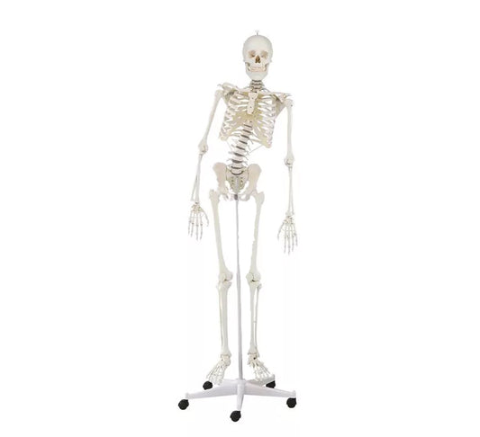 Esqueleto “Hugo” con columna vertebral móvil