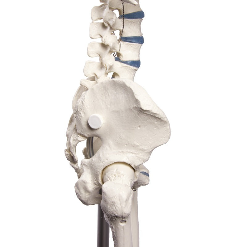 Esqueleto “Willi”