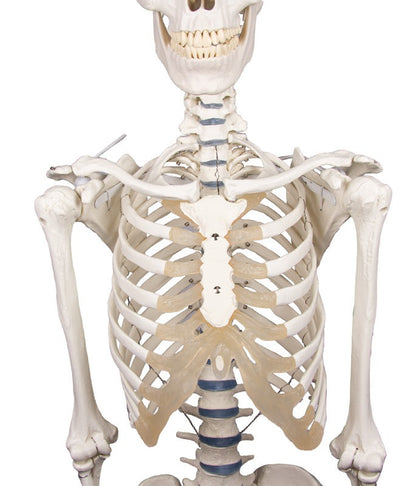 Esqueleto “Willi”