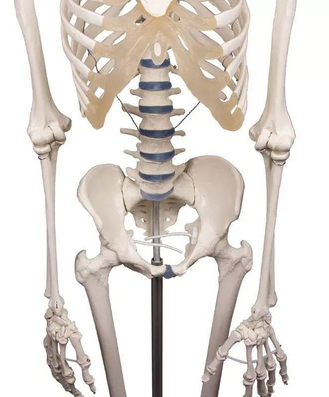 Esqueleto “Willi”