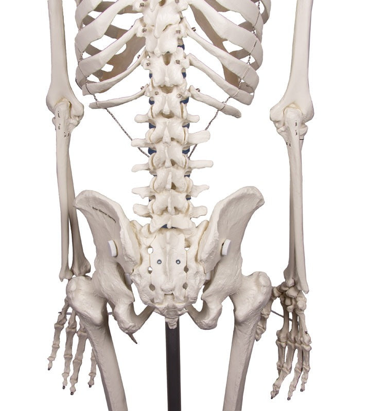 Esqueleto “Willi”