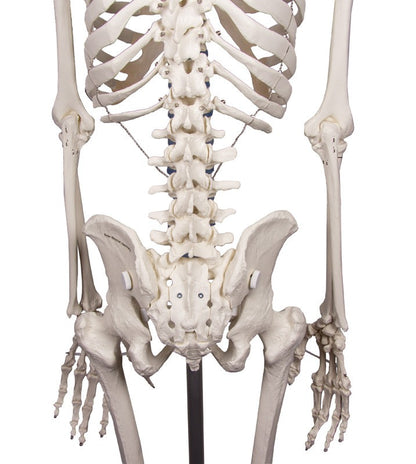 Esqueleto “Willi”