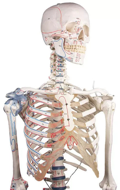 Esqueleto “Bert” con marcas musculares y aparato ligamentoso