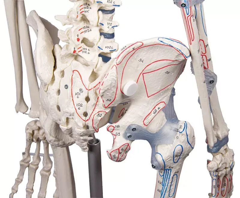 Esqueleto “Bert” con marcas musculares y aparato ligamentoso