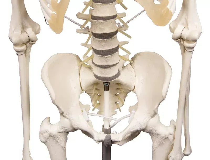Esqueleto “Hugo” con columna vertebral móvil