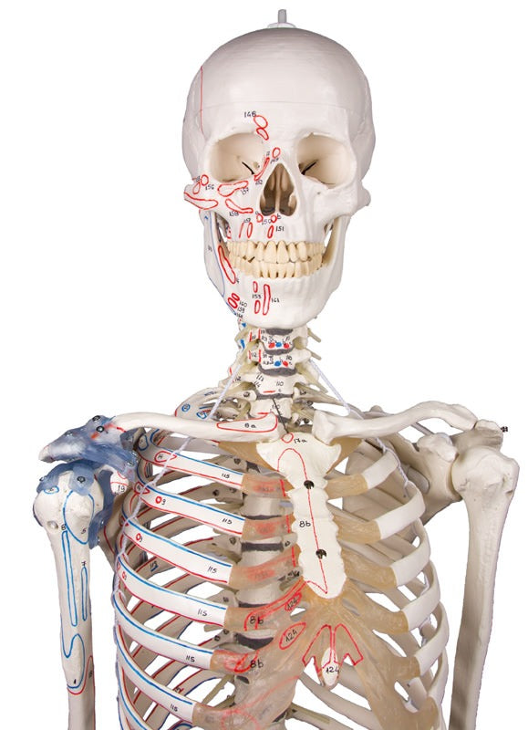 Esqueleto “Max” móvil, con marcas musculares y aparato ligamentoso