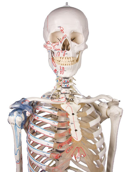 Esqueleto “Max” móvil, con marcas musculares y aparato ligamentoso