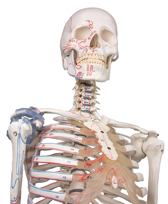 Esqueleto “Max” móvil, con marcas musculares y aparato ligamentoso