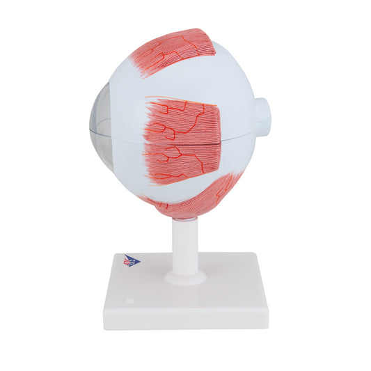 Ojo, 5 veces su tamaño natural, 6 piezas